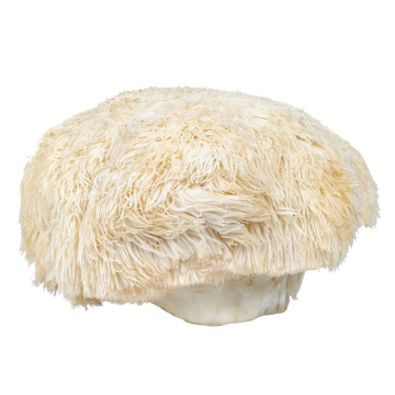 KÄÄPÄ biologisch Lion's Mane-extractpoeder